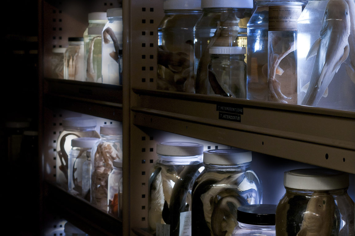 Shelf full of glass specimen jars