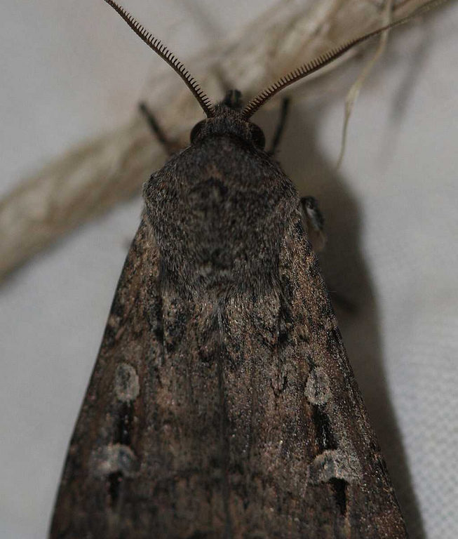 Bogong moth on wall