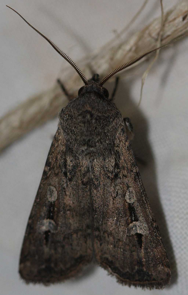 Bogong moth on wall