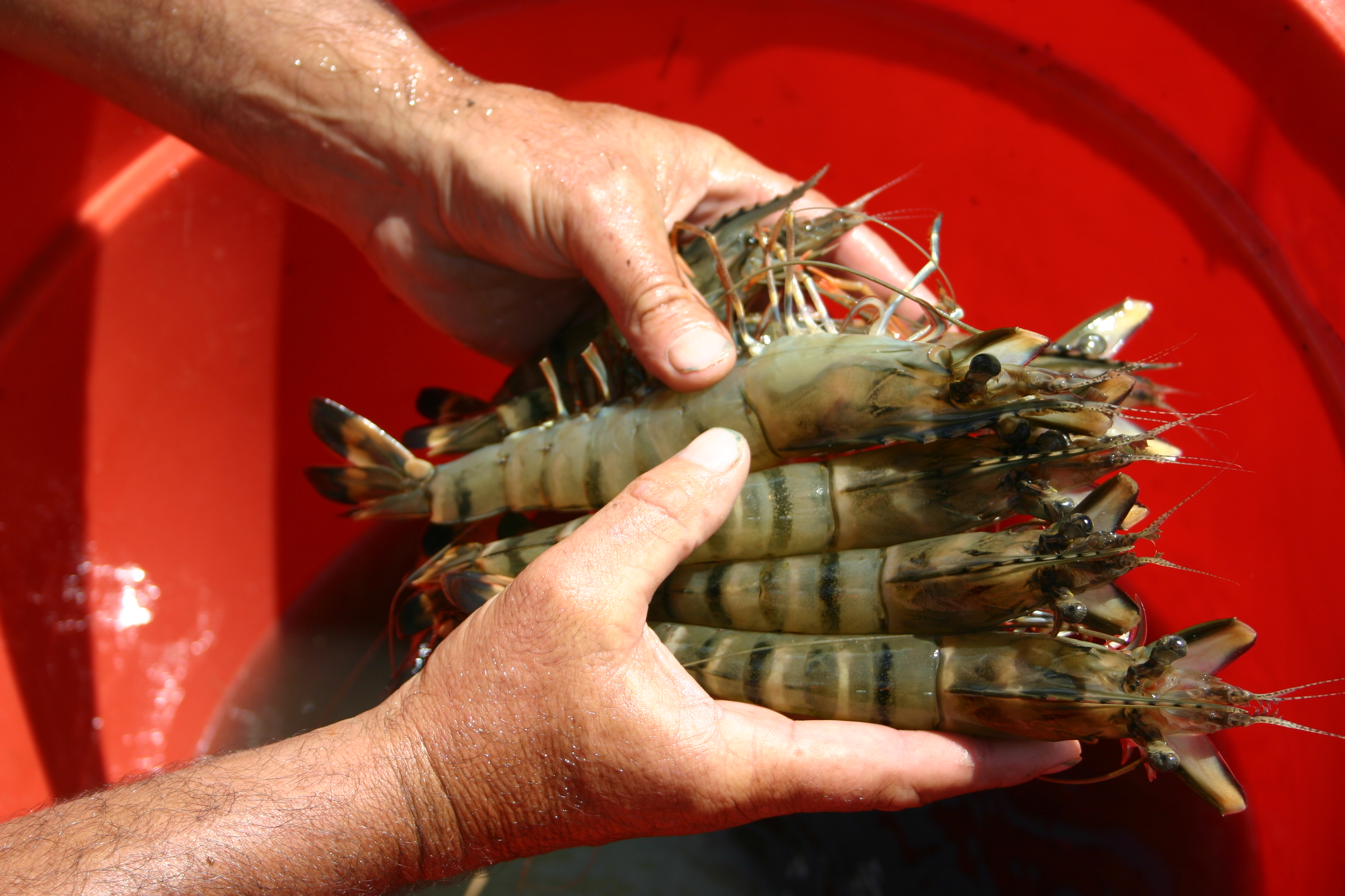 someone holding several large live prawns