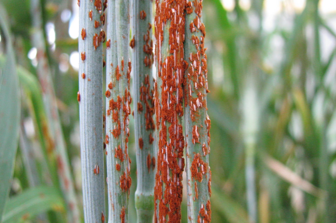A stem of wheat covered in reddish brown rust fungus