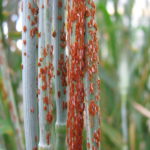 A stem of wheat covered in reddish brown rust fungus