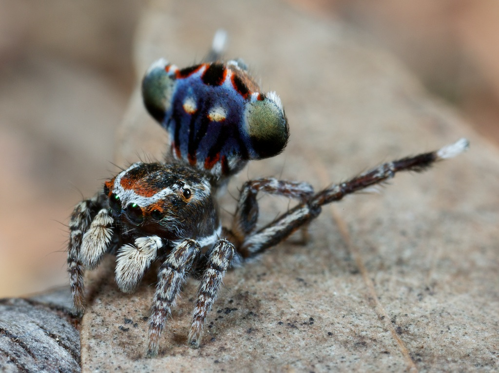 small spider with coloured abdomen
