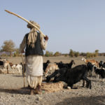 a farmer with a group of cattle in a dry area