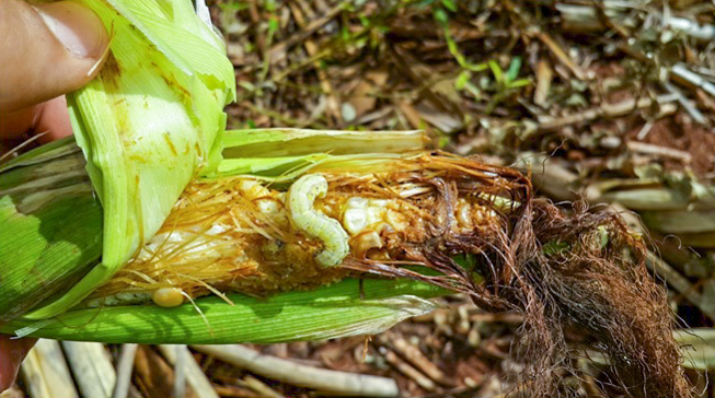 A cotton bollworm larvae decimating a cob of corn