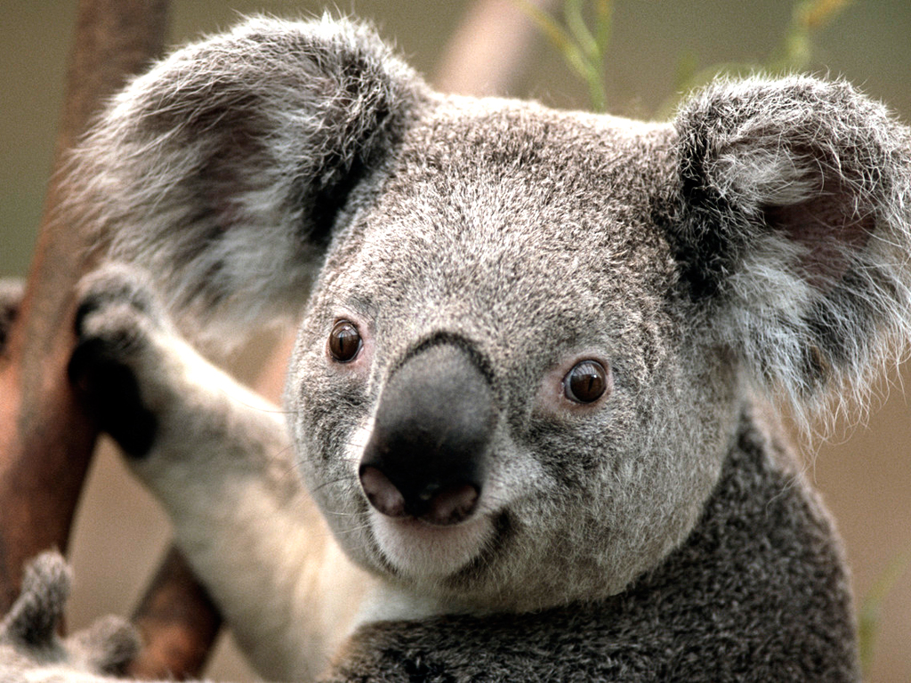 Koala head and shoulder shot