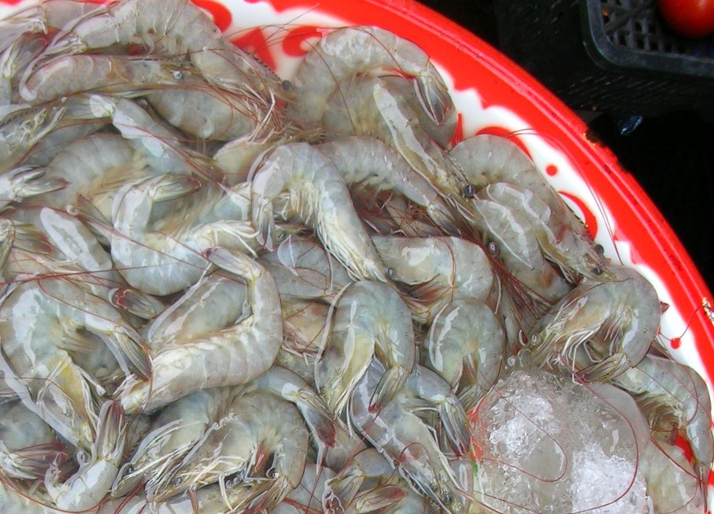 Whiteleg shrimp. Image: Wikimedia Commons/Xufanc