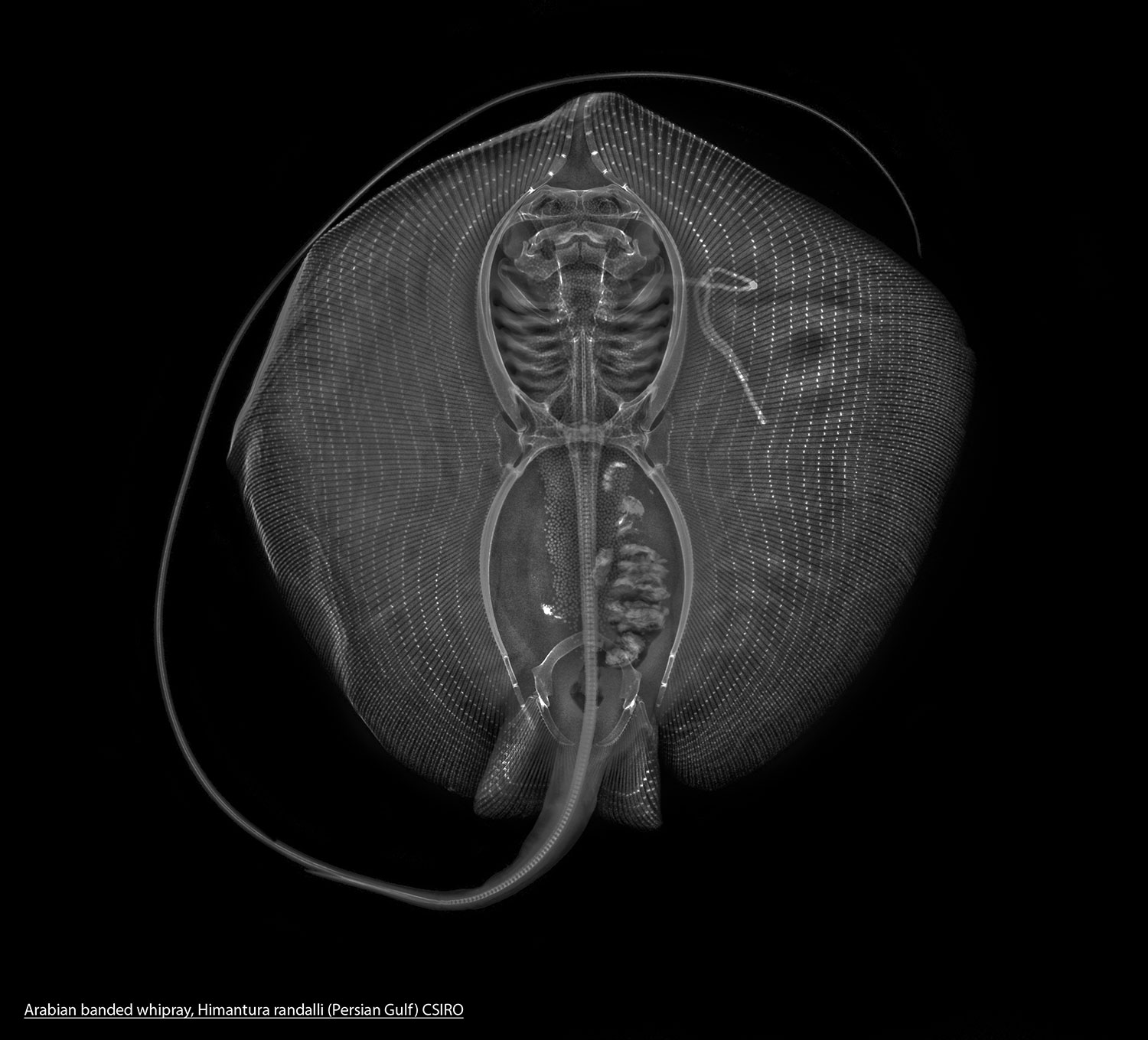 Digital X-ray of the Arabian banded whipray. Digital X-rays have a much larger tonal range than previous film X-rays.