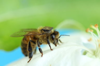 Bee with sensor