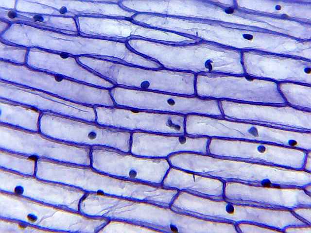 Onion cell wall