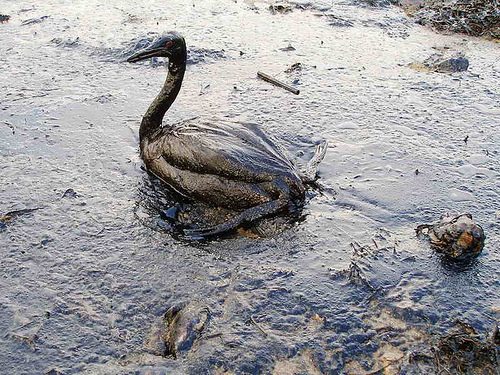 Oil spill effect on marine life