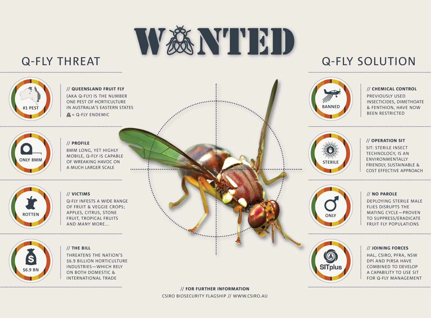 Our sterile insect technology could be the key to eradicating the Q-fly. Click to view full size. 