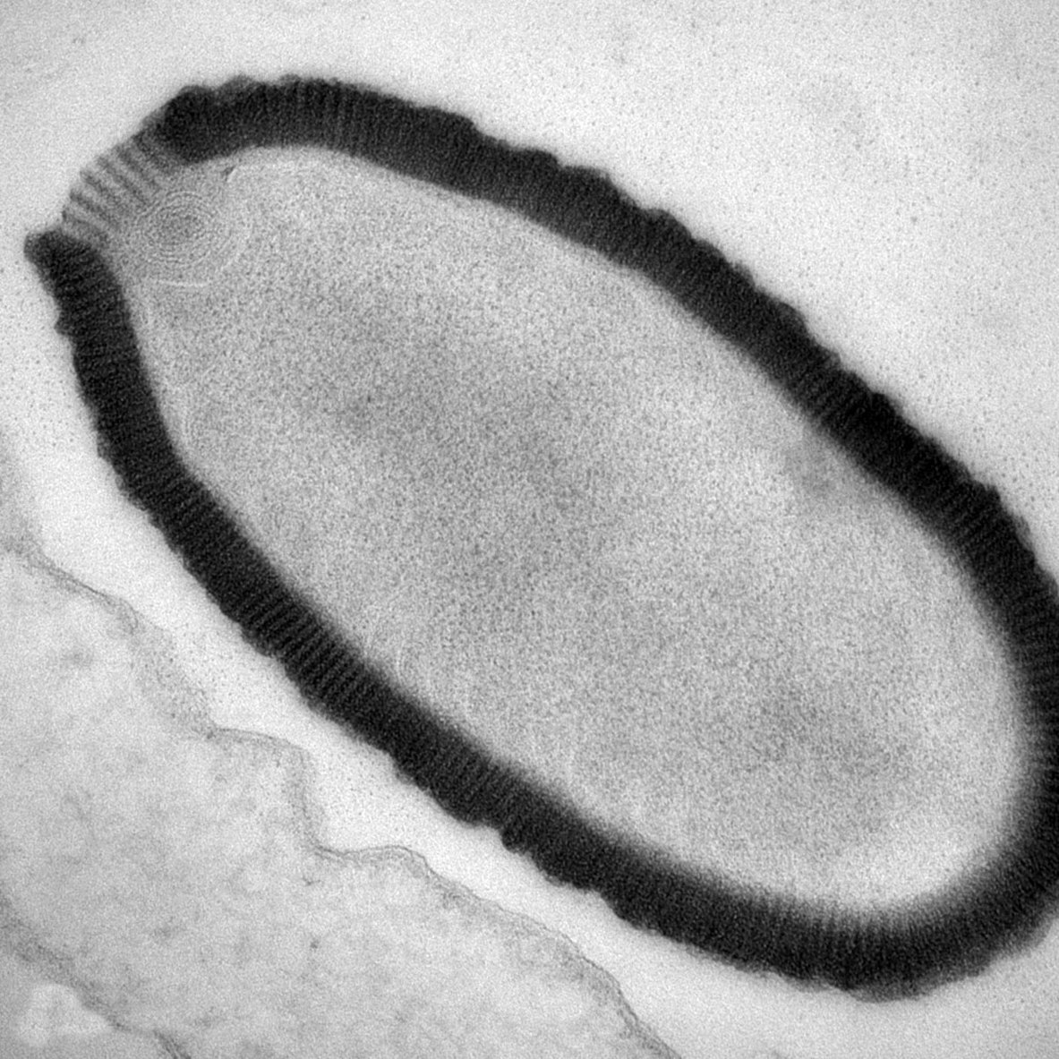 An ultrathin section of a Pithovirus particle in an infected Acanthamoeba castellanii cell. Image: Julia Bartoli and Chantal Abergel, IGS and CNRS-AMU