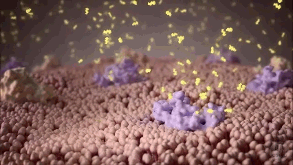 An animated gif for resistant starch taken from the movie, 'The Hungry Microbiome'