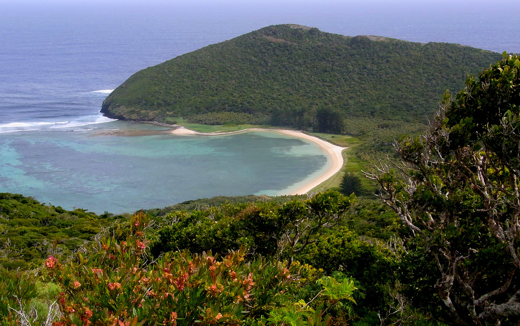 Could Lord Howe Island's natural beauty be under threat by daisies? Image: Flickr/Poytr