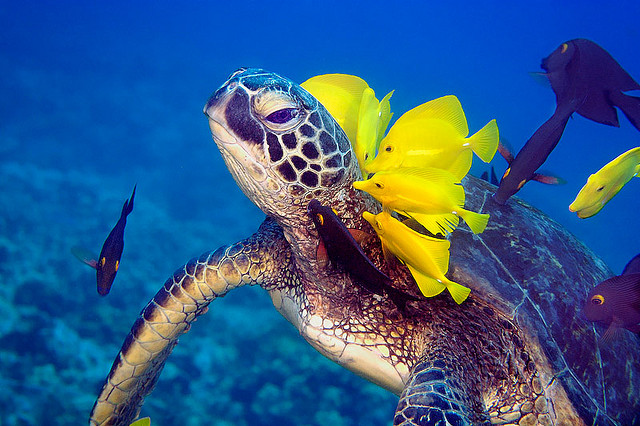 Many marine species are under threat by changing ocean conditions. Image: Peter Liu Photography.