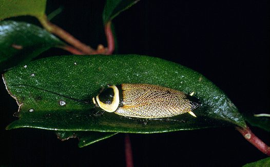 Hey good lookin'. Ellipsidion sp, a native cockroach often mistaken for a beetle. 