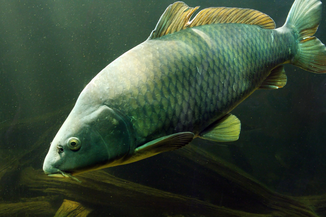 Carp have spread throughout Australia’s waterways - but CSIRO is hoping to bring a new genetic weapon to bear on them. Image: Kletr/Sutterstcok.com