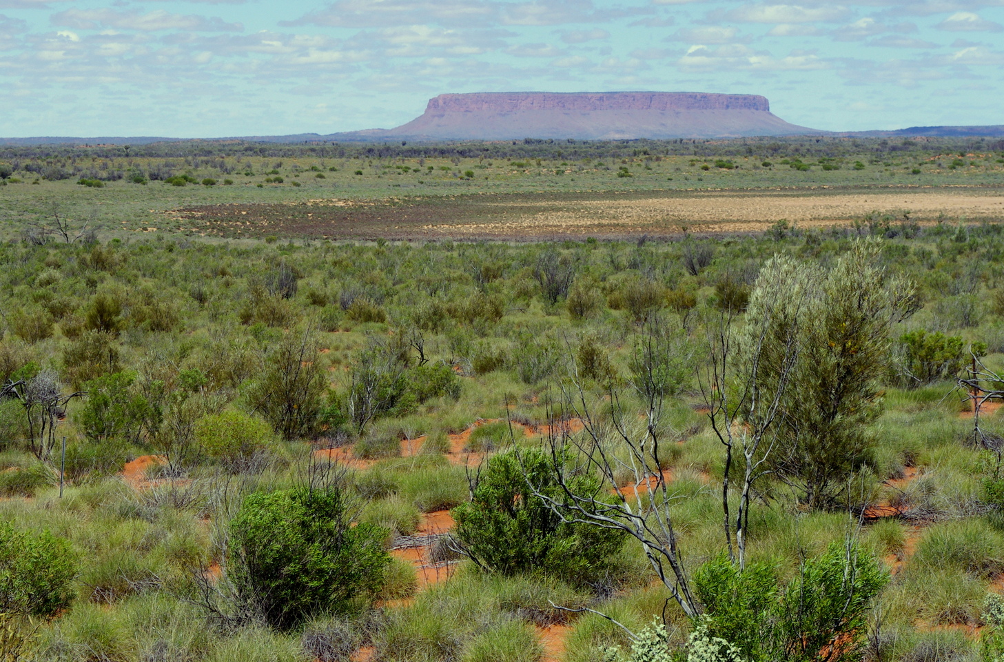 Green growth flourishing in central Australia, 2011. Eva van Gorsel, CC BY-NC-ND