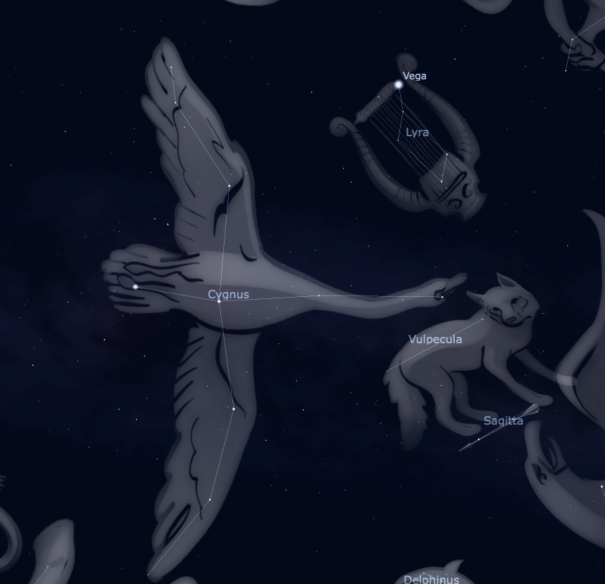Artist's illustration of a swan overlaid on the constellation Cygnus as seen in the night sky.