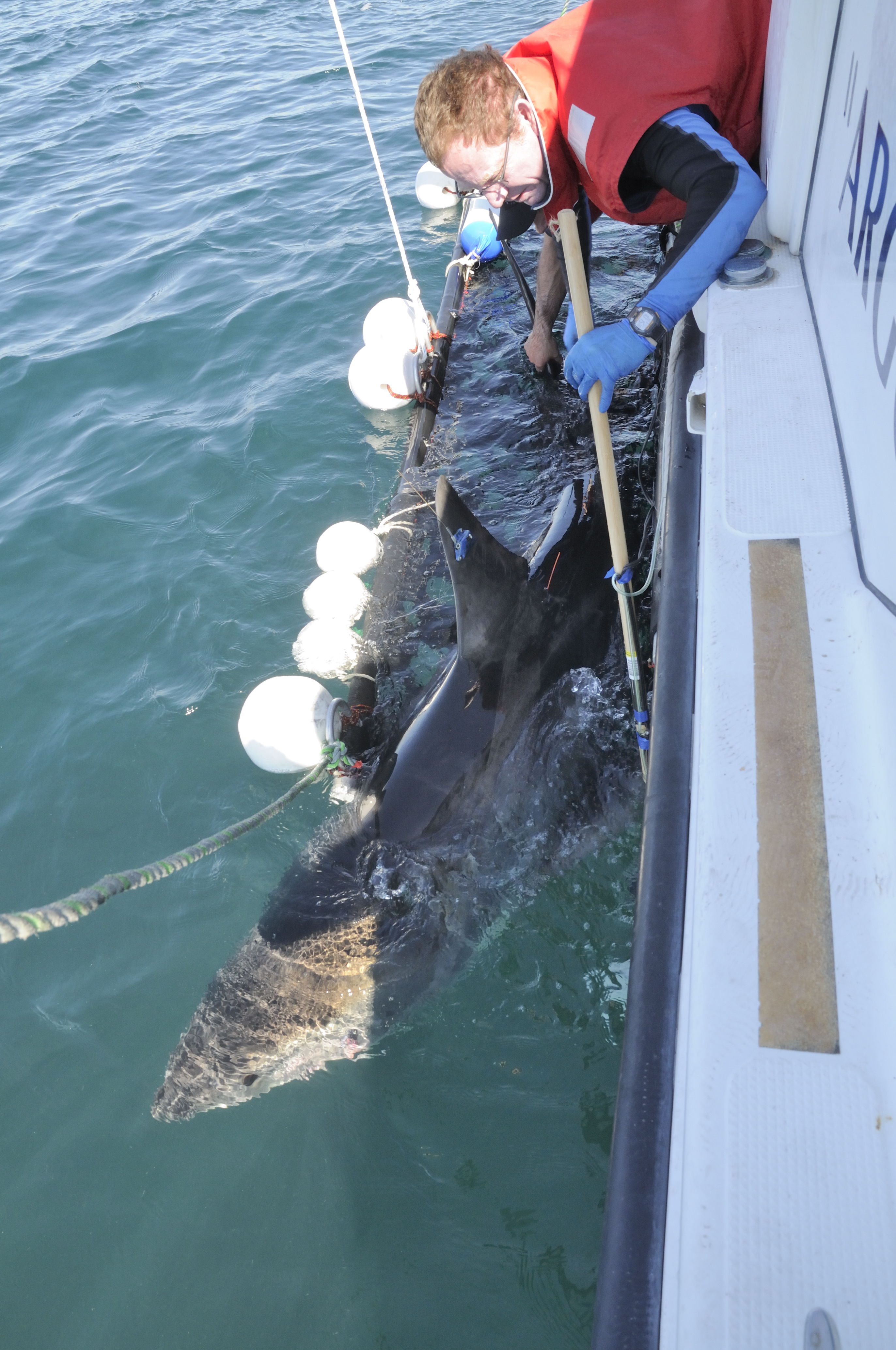 One of many white sharks being fitted with acoustic and satellite tracking tags. Image: Justin Gilligan, NSW DPI