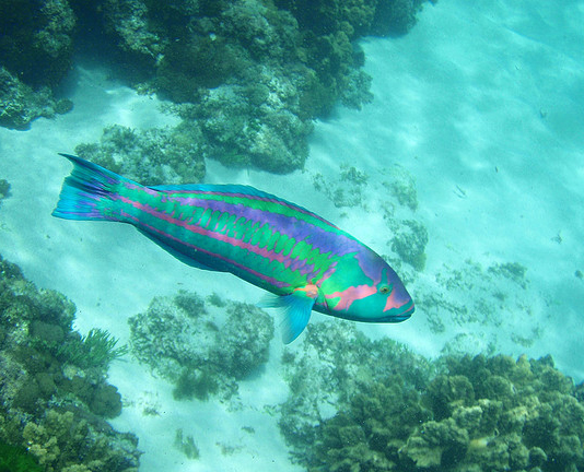 The parrotfish, one of Lord Howe Island's many unique critters. Image: Flickr/Percita