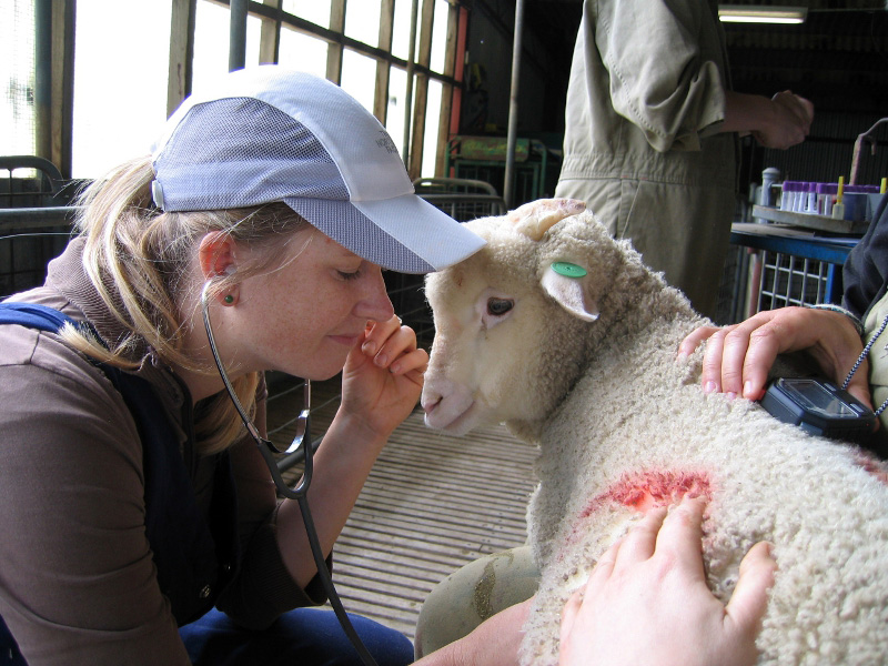 Else Verbeek is working to understand how farm animals really feel.