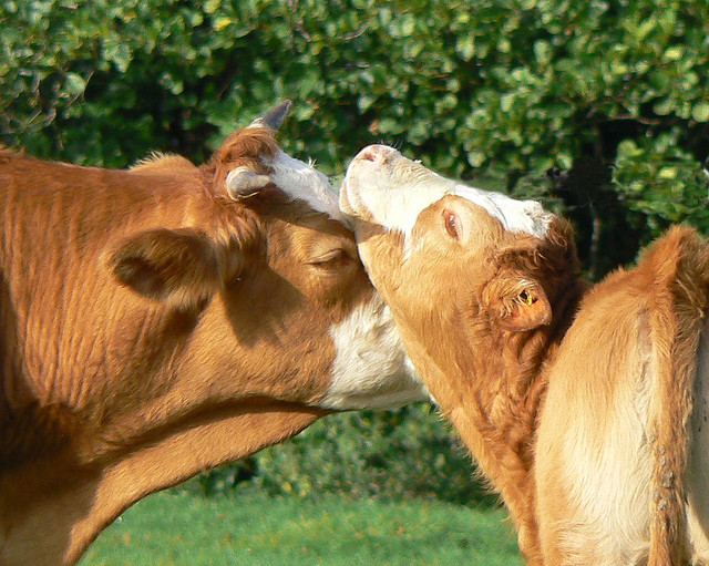 Cow's nuzzling