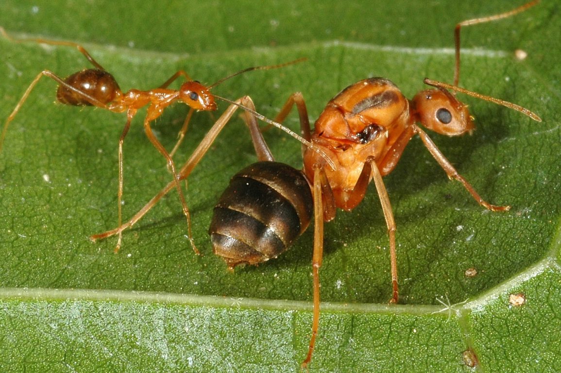 A worker (left) and queen (right) yellow crazy ant.
