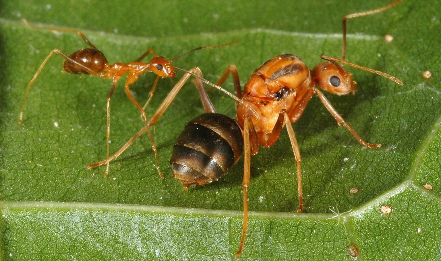 Invasive species are Australia’s number-one extinction threat – CSIROscope