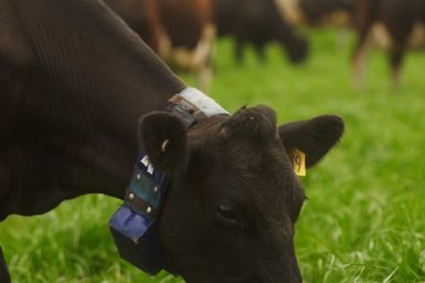 Cow with collar
