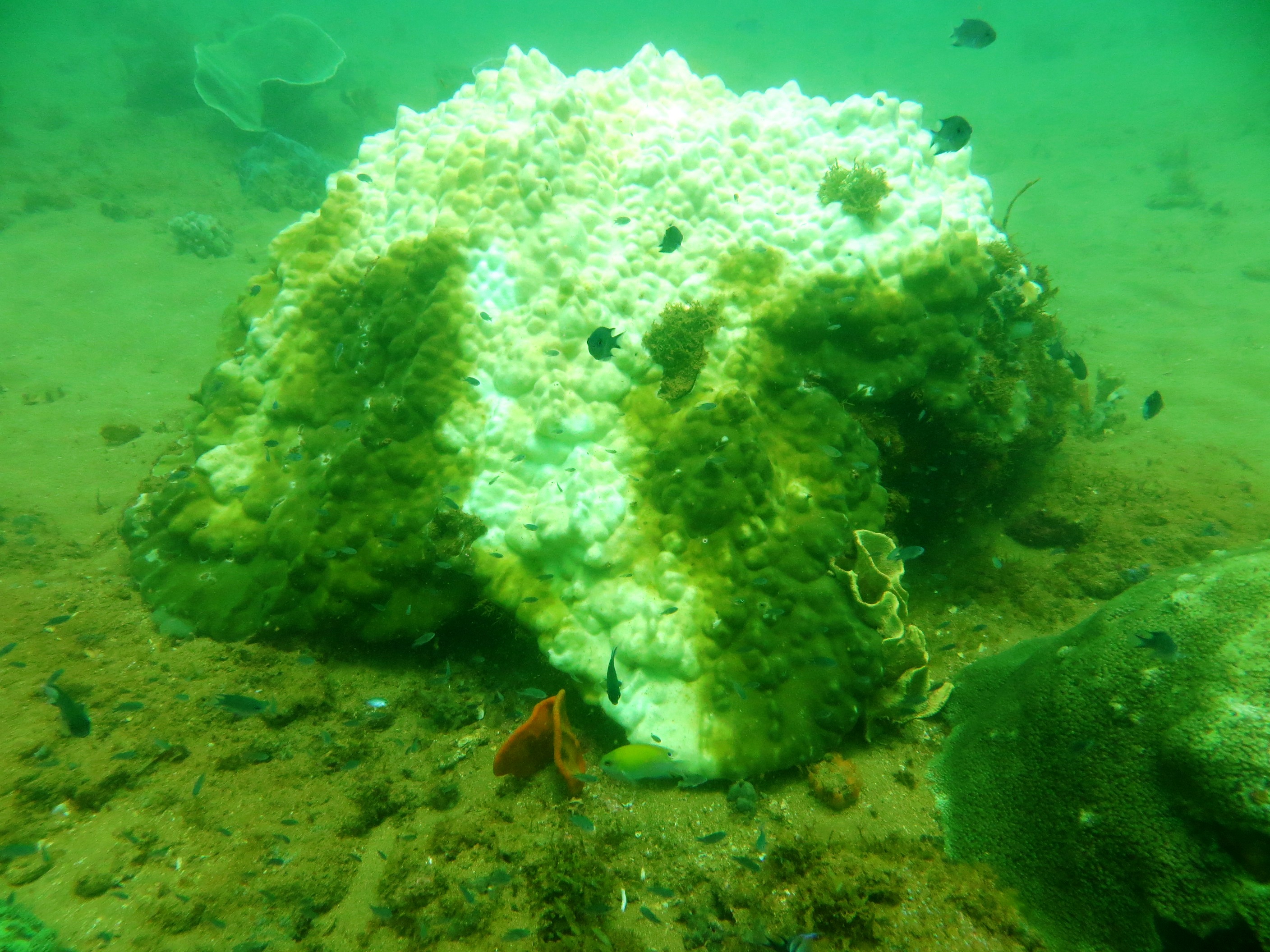 Bleached coral in the Pilbara.