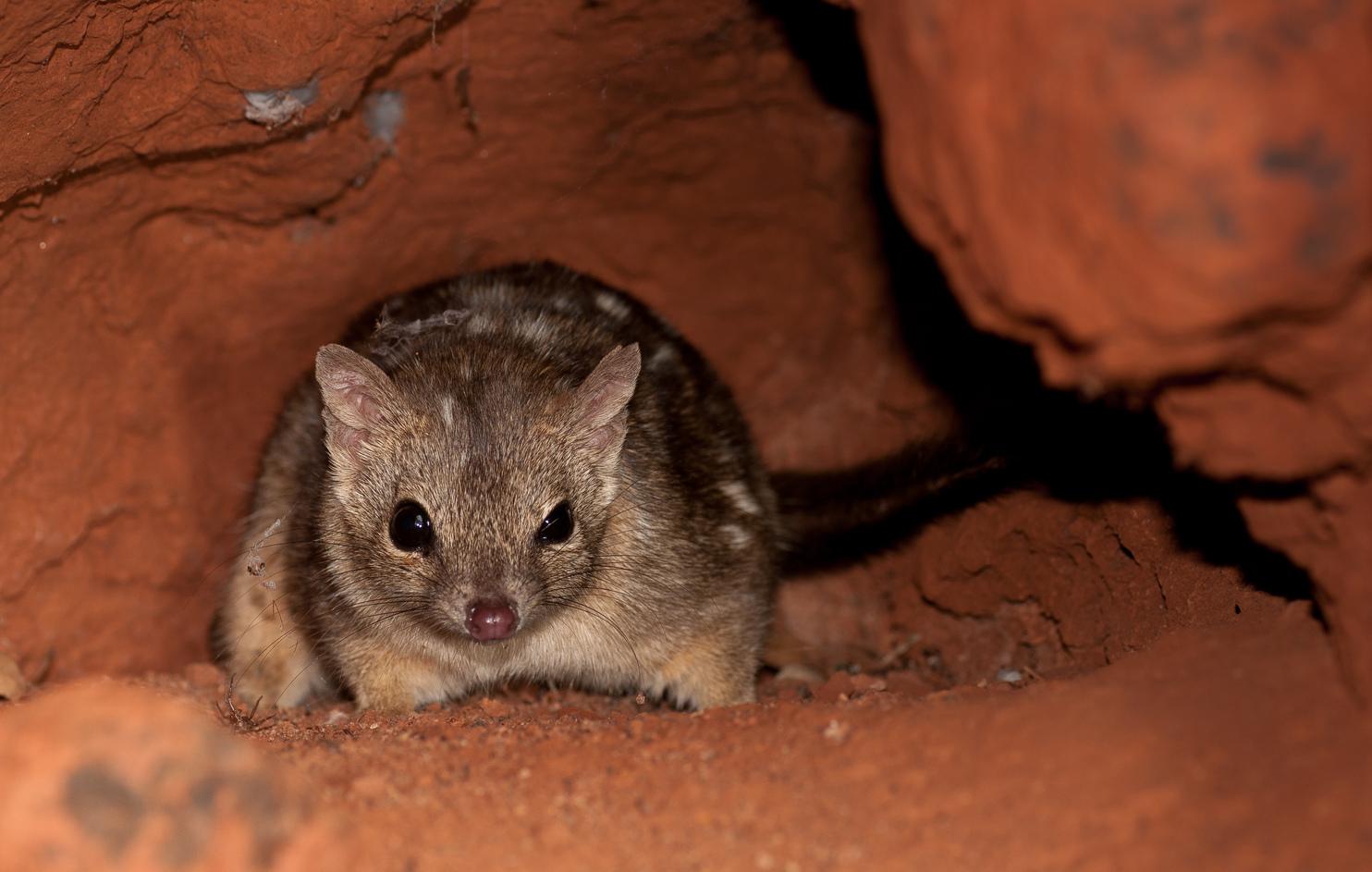 Northern quoll. Image: Henry Cook/supplied