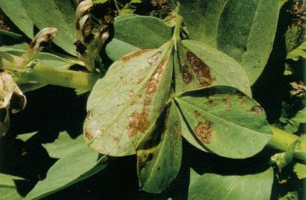 Picture bean plant damaged by redlegged earth mite