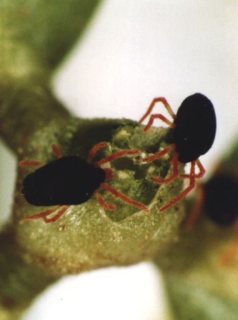 Picture of redlegged earth mite