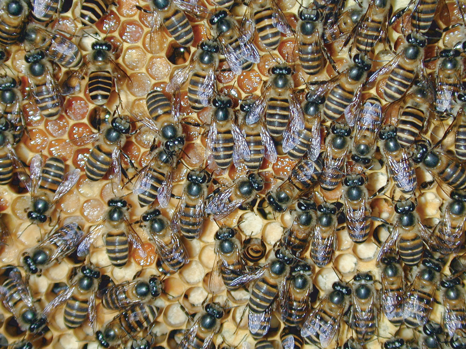 Asian honey bees