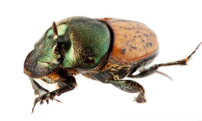 A male Onthophagus vacca dung beetle