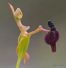 Hammer orchid project