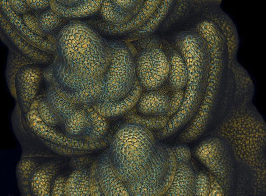 Microscopic image of wheat