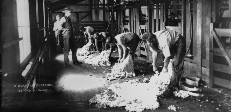 An image of Australian shearers taken on glass plate negative is now preserved in a digital collection. Powerhouse Museum Collection/Flickr