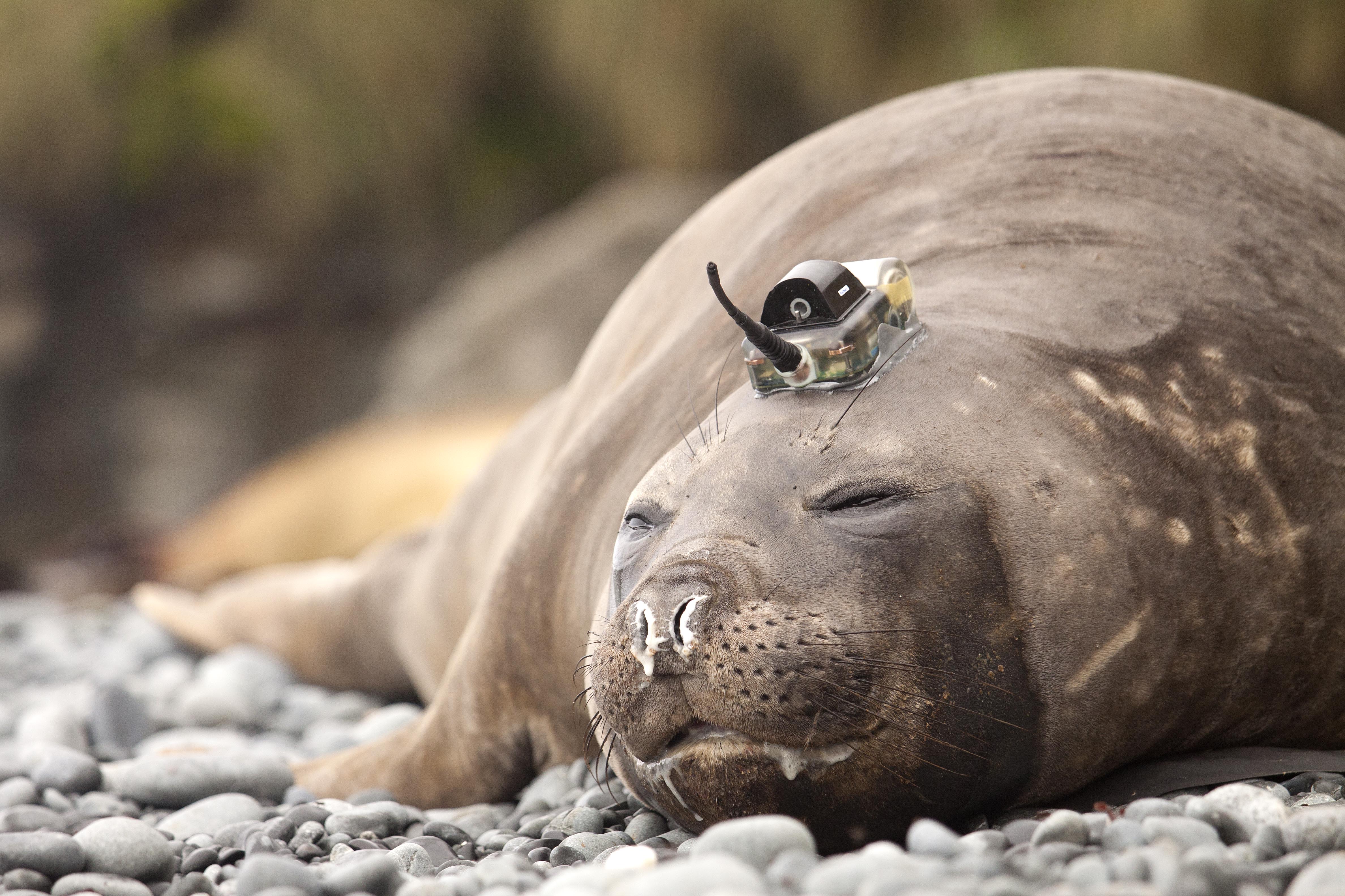 An elephant seal with an electronic tag on its head