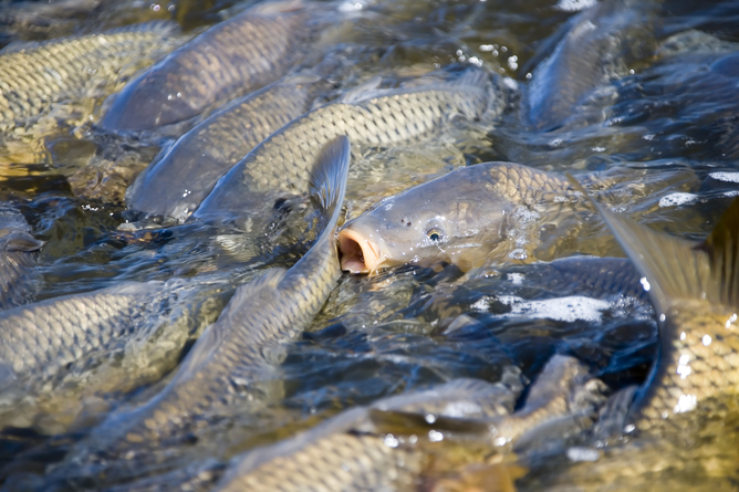 A picture of Carp fish