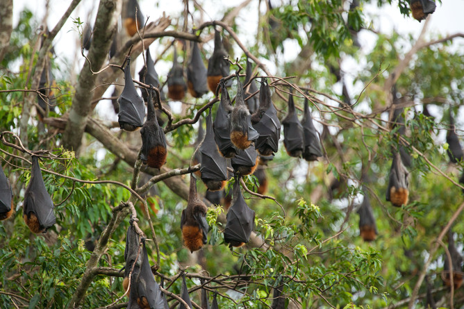 Bats can harbour viruses such as Ebola and don’t display clinical signs of disease. Image - Janelle Lugge