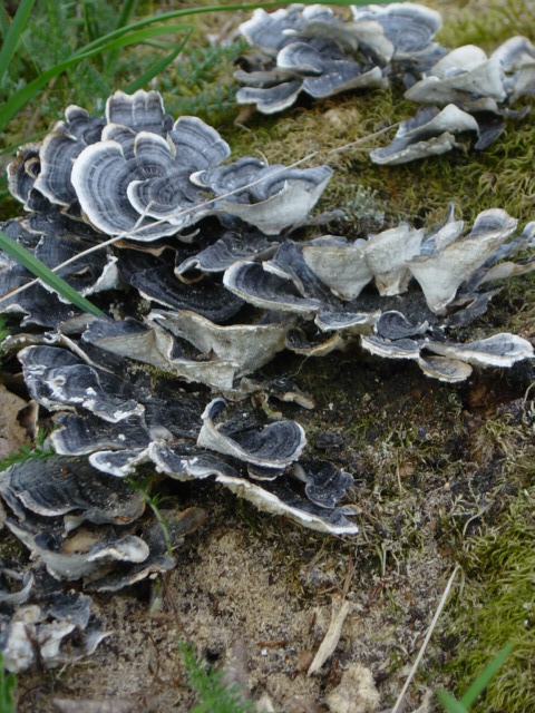 Blue-fungi-on-wood