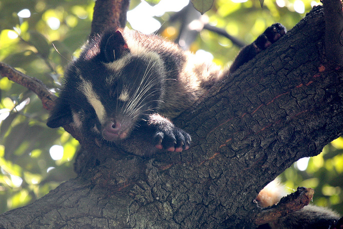 Palm civets can be intermediate hosts of SARS. Kabacchi/Flickr, CC BY