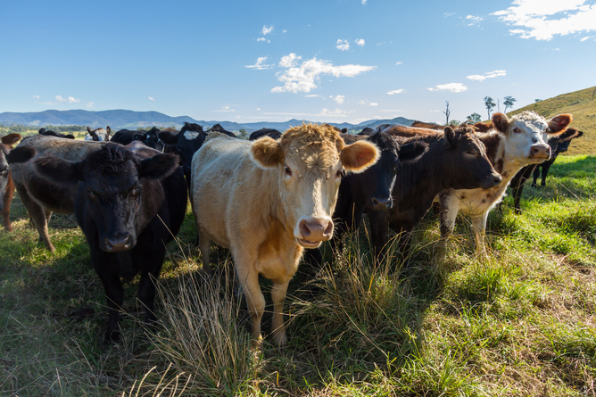 An outbreak of foot and mouth disease in Australia livestock could cost tens of millions of dollars. Marc Dalmulder/Flickr, CC BY