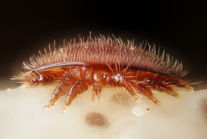 A varroa mite on the head of a bee nymph. Gilles San Martin/Flickr, CC BY-SA