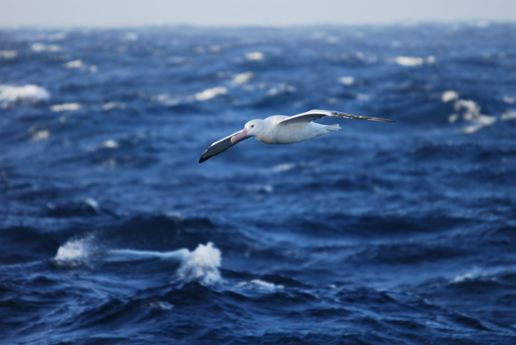 A seabird flies over the ocean.