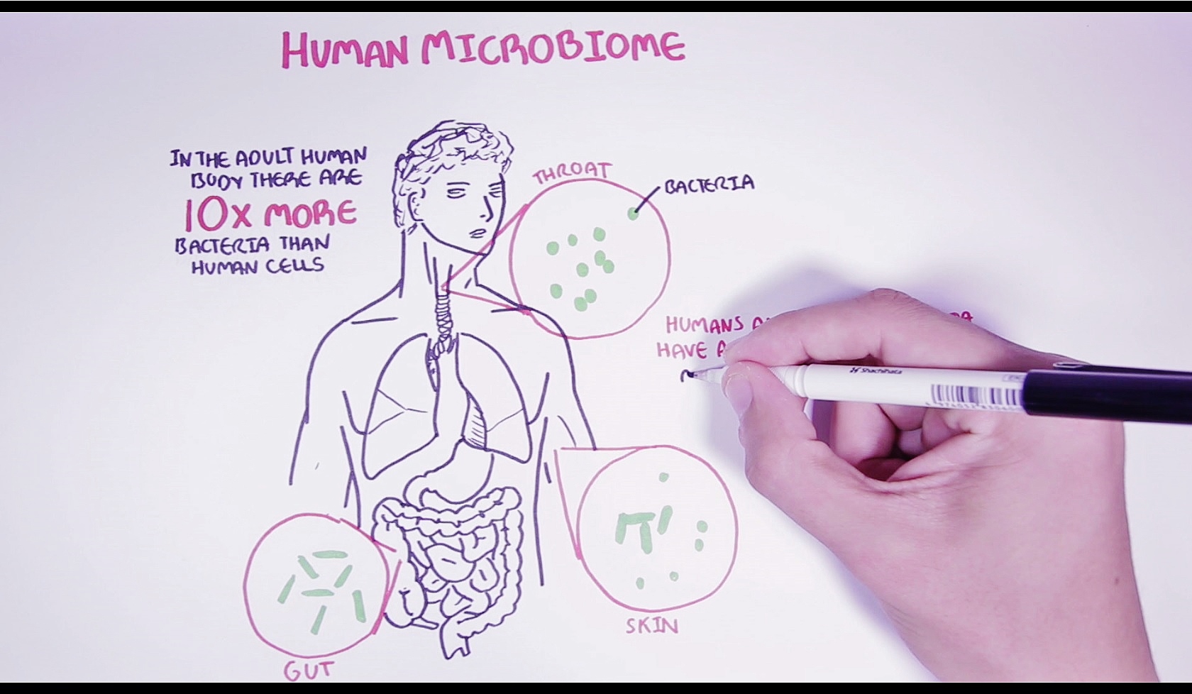 6) Gut Microbiome