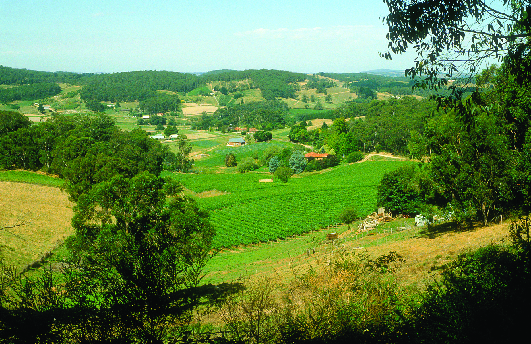 The (Adelaide) hills are alive with sound of wine growing. Photo credit: CSIRO